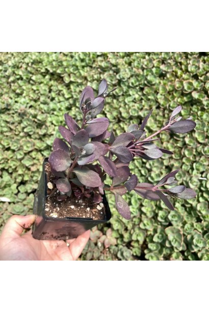 Седум гібридний Плам Даззлед саджанець Р9 